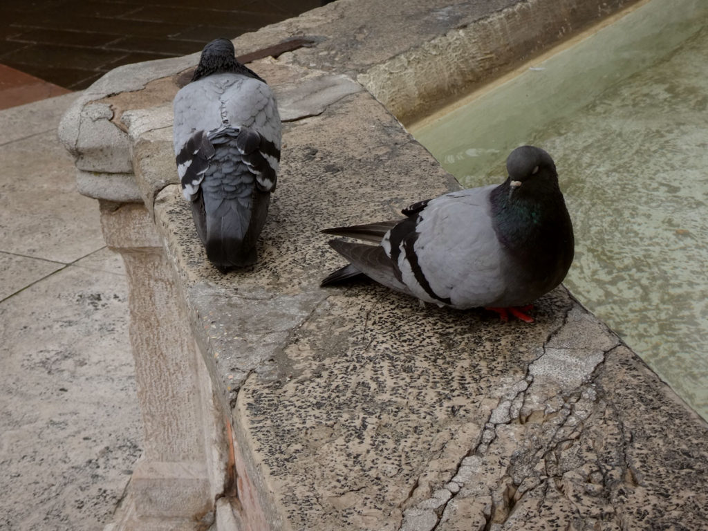 Pigeons. Assissi, Italy 2016