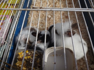Not sure if these bunnies are for dinner but I think they are future pets at the Marsciano Market.