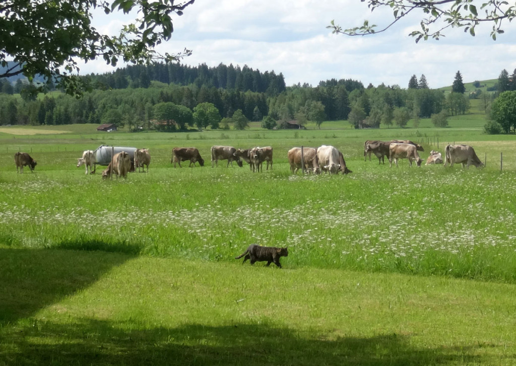 A black cat on the hunt near Oberammergau.