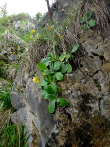 As we approached the summit, we noticed little flowers growing out of the rocks.