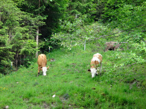 Cows grazing below our gondola ride. Oberammergau, Germany