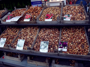 I soooo wanted to shop here for tulip bulbs but tulips do not do well in the tropics where I live and it is illegal to bring tulip bulbs in your luggage into the USA