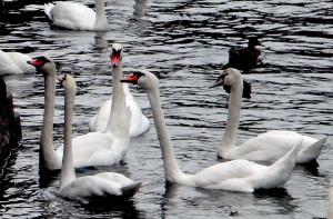 The swans were as domesticated as ducks, swimming right up to tourists for hand-outs