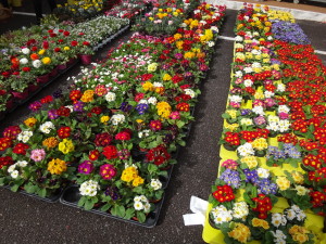 Spring is coming! Flowers are for sale everywhere in Italy.